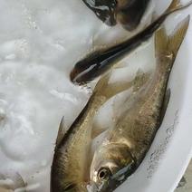 东莞沙田鸿通鱼苗养殖场提供各种优质鱼苗，鳙鱼苗