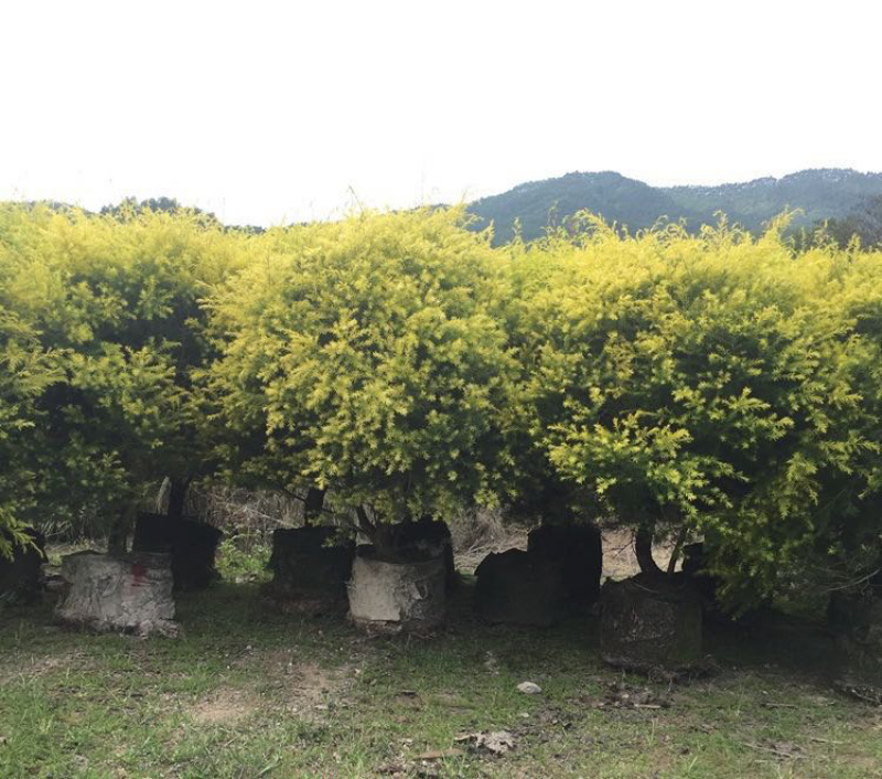 精品黄金香柳价格批发黄千层福建漳州批发行道树黄金柳