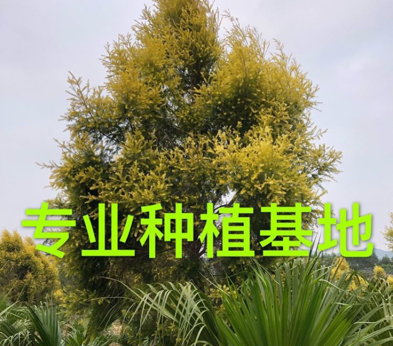 精品黄金香柳价格批发黄千层福建漳州批发行道树黄金柳