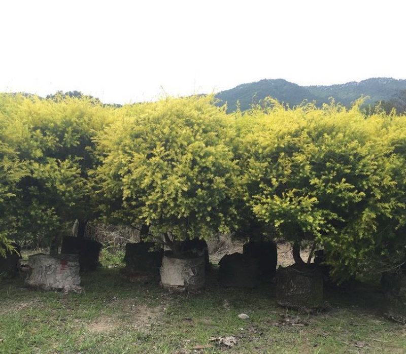精品黄金香柳价格批发黄千层福建漳州批发行道树黄金柳