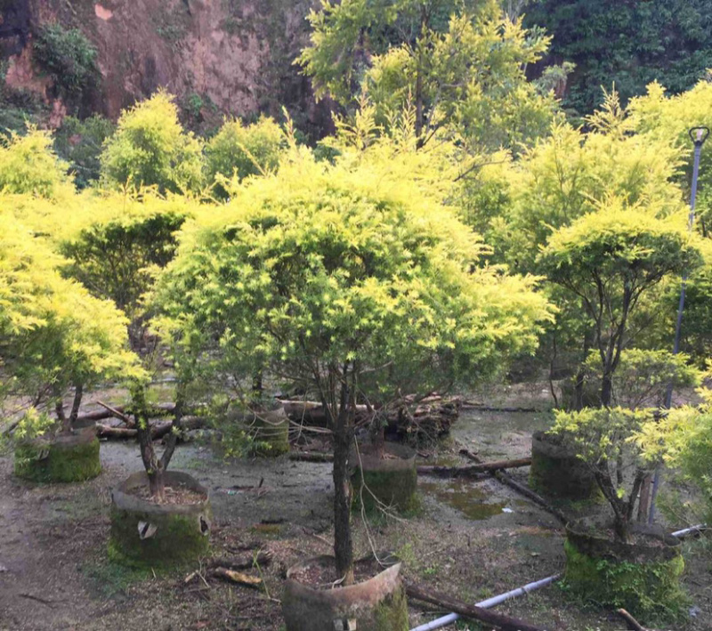 精品黄金香柳价格批发黄千层福建漳州批发行道树黄金柳