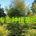 精品黄金香柳价格批发黄千层福建漳州批发行道树黄金柳