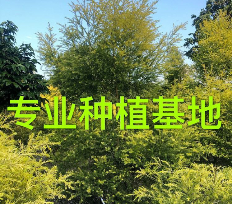 精品黄金香柳价格批发黄千层福建漳州批发行道树黄金柳