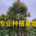 精品黄金香柳价格批发黄千层福建漳州批发行道树黄金柳