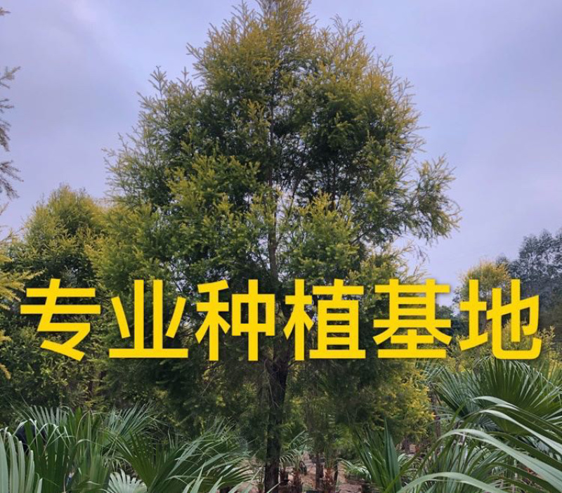 精品黄金香柳价格批发黄千层福建漳州批发行道树黄金柳