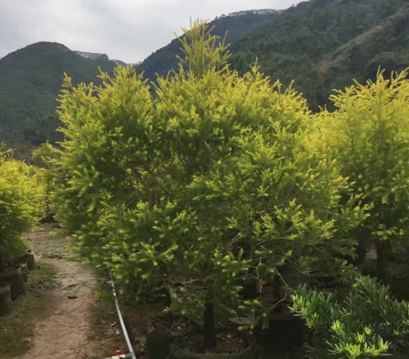 精品黄金香柳价格批发黄千层福建漳州批发行道树黄金柳