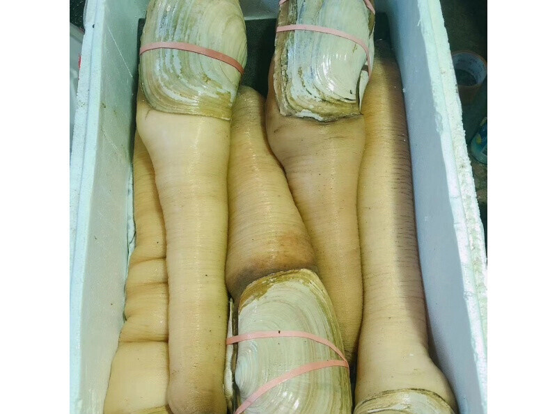 川渝包邮鲜活象拔蚌加拿大进口皇帝蚌干蚌加州蚌