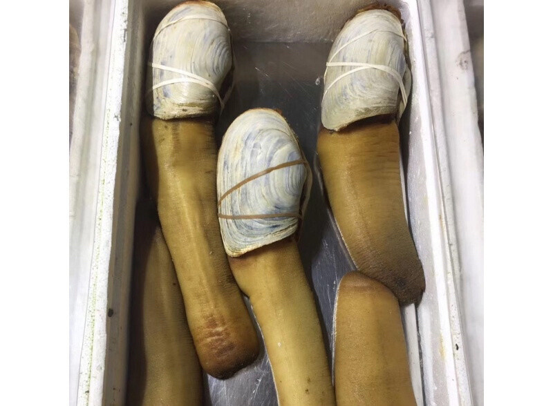 川渝包邮鲜活象拔蚌加拿大进口皇帝蚌干蚌加州蚌