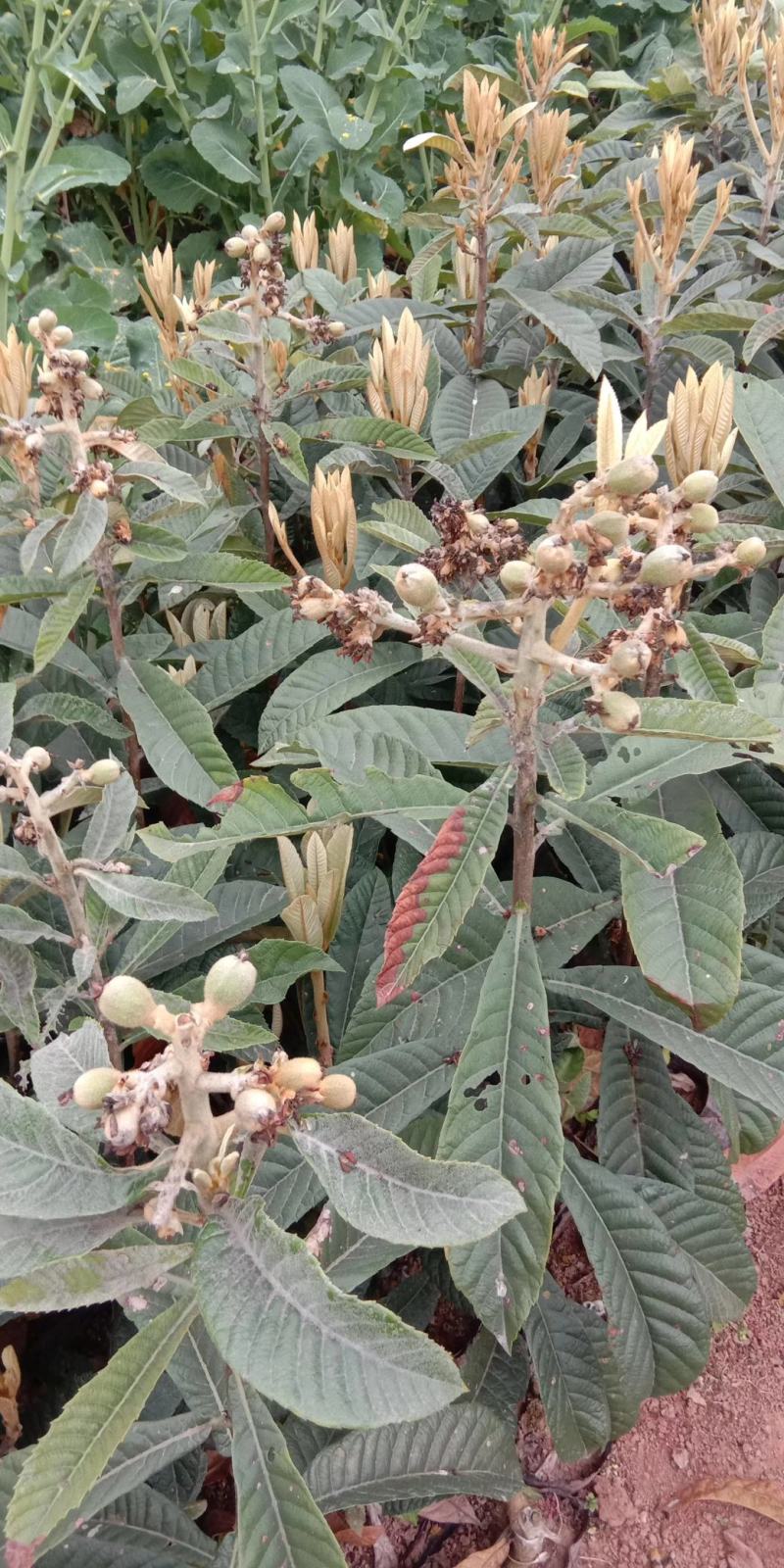 【枇杷苗】大五星枇杷苗自家苗圃种植品质保证欢迎选购