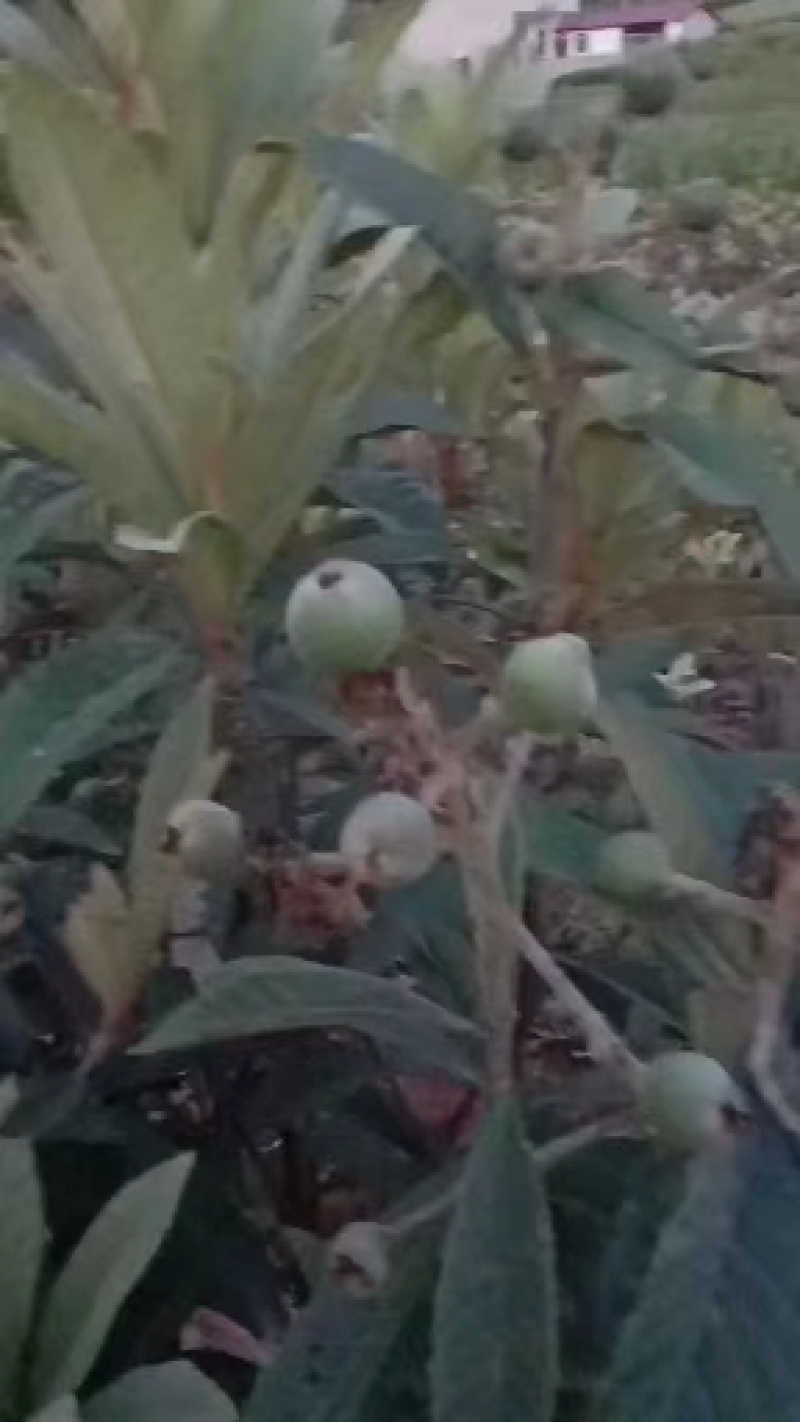 【枇杷苗】大五星枇杷苗自家苗圃种植品质保证欢迎选购