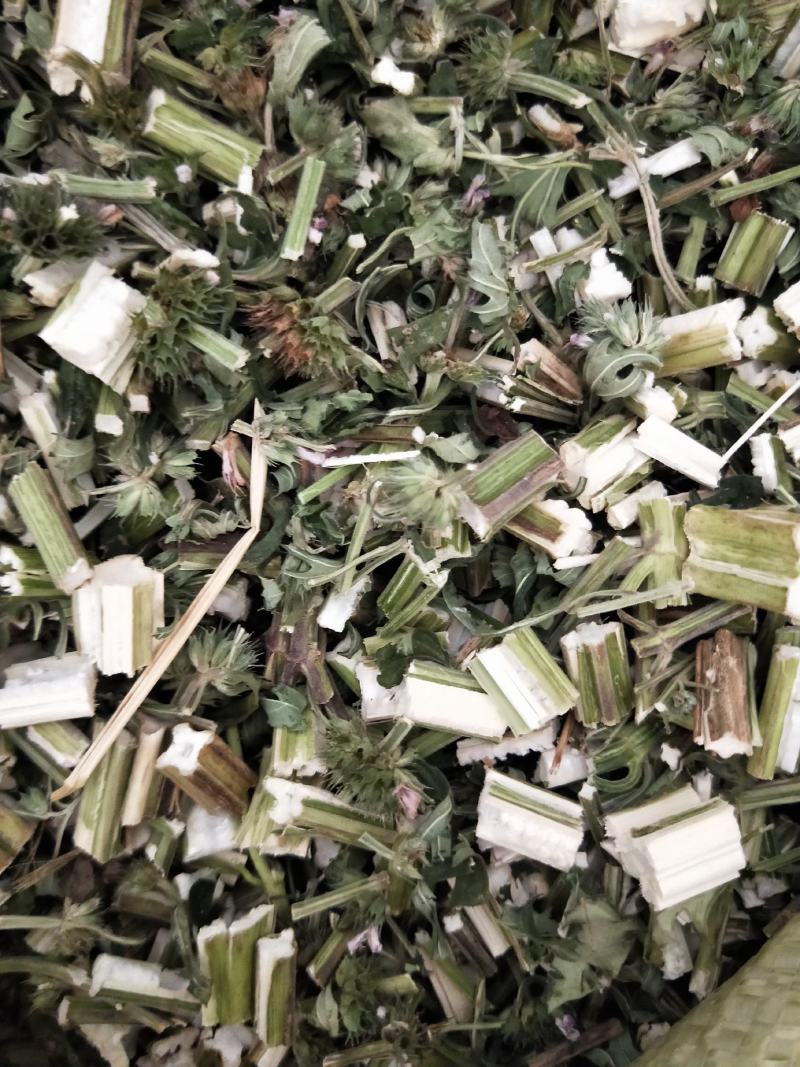 益母草，新货益母草无杂质，品质保证，量大从优，产地直销