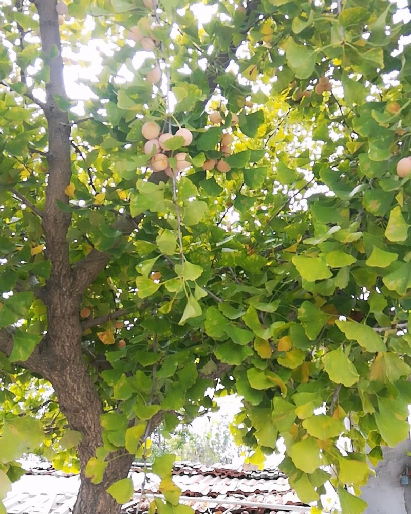 银杏白果