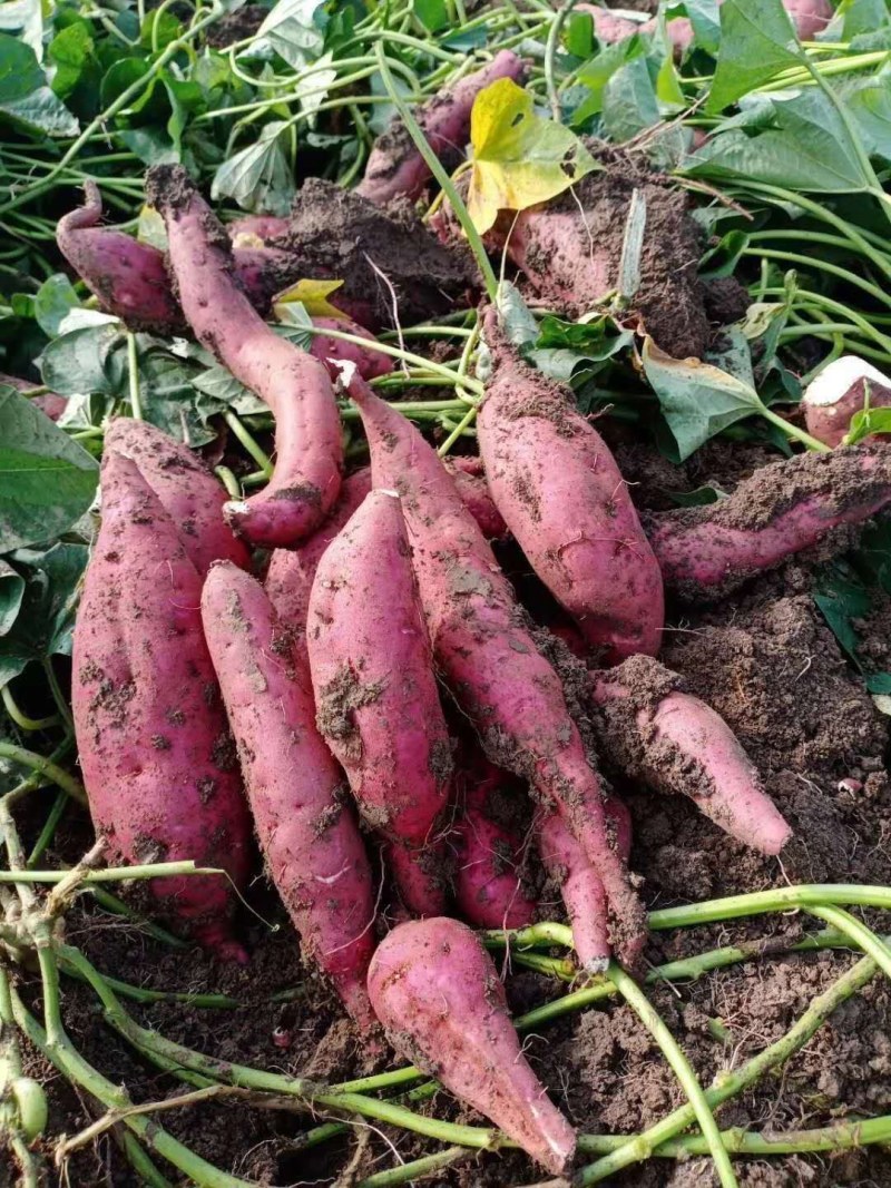 纯沙地植块型好大量供应商超市场电商商薯19