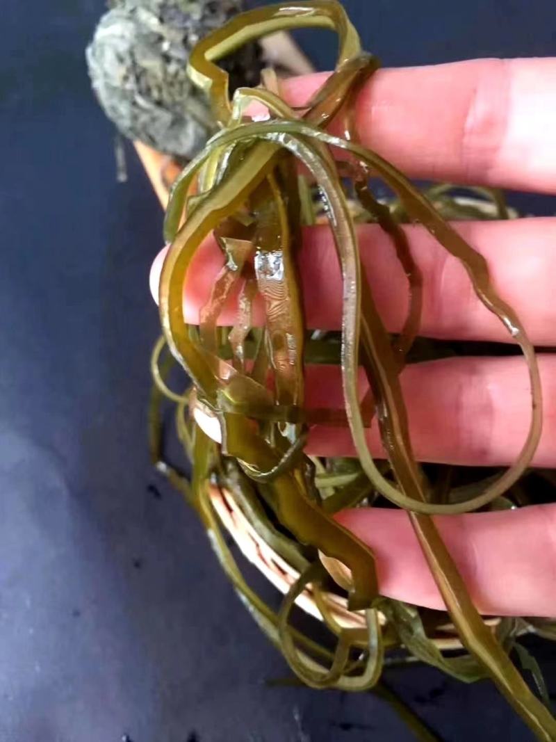 海带丝，凉拌，炖汤，货源，库房大量到货，价格优美