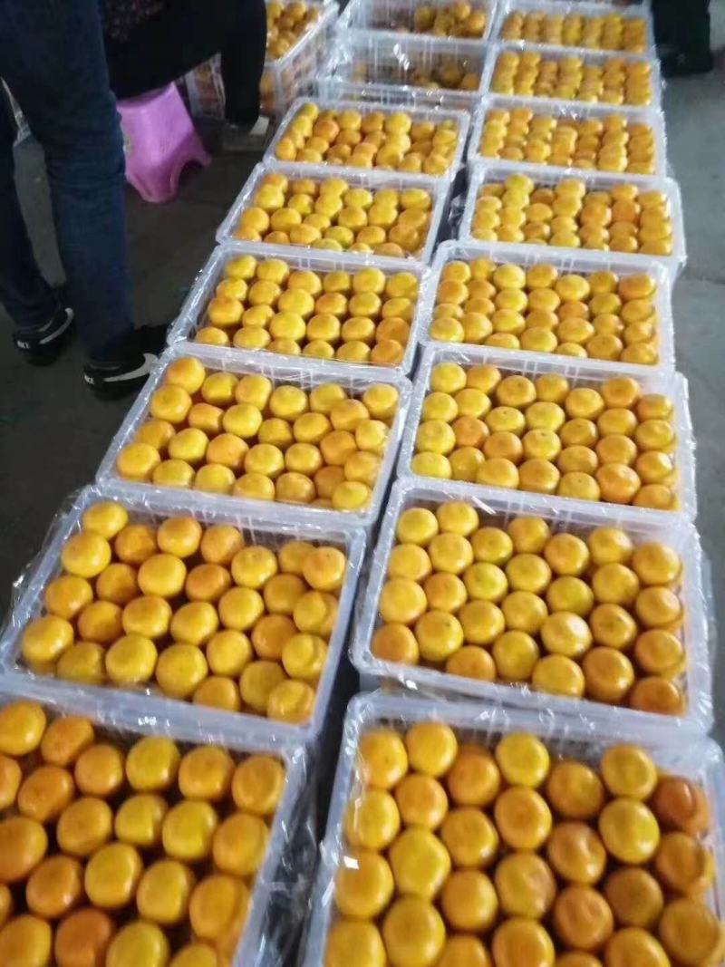 柑桔蜜橘产地直销果园看货保质保量欢迎咨询订购