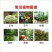 上海悦联尊典5%甲氨基阿维菌素苯甲酸盐小菜蛾杀虫剂
