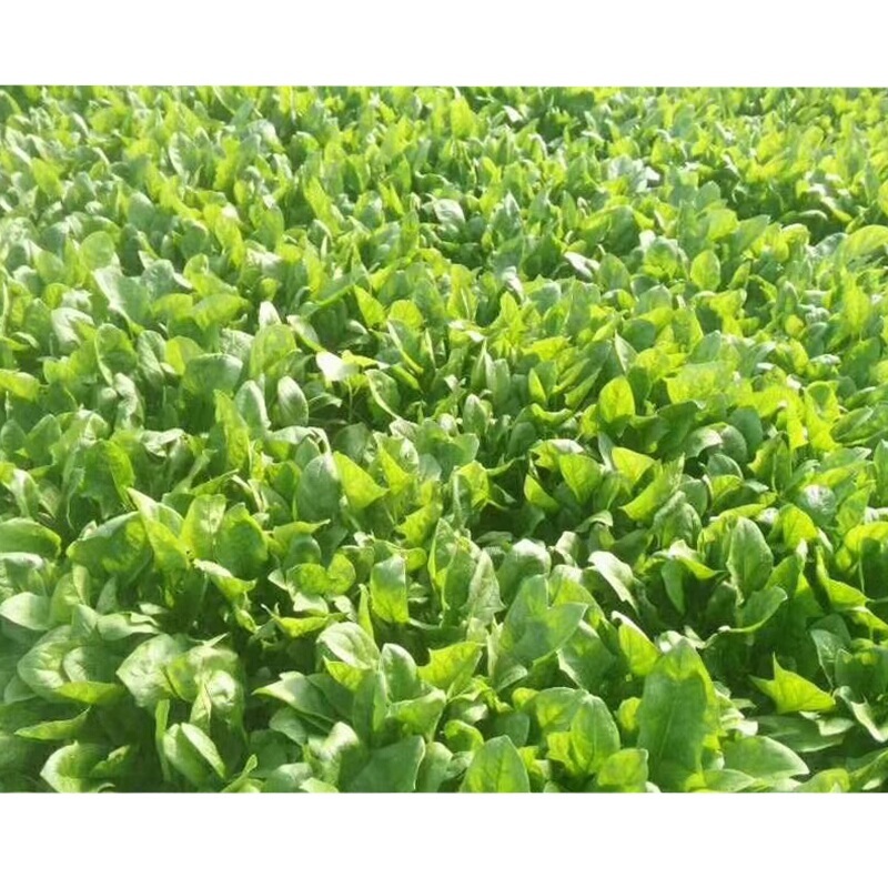 上海悦联尊典5%甲氨基阿维菌素苯甲酸盐小菜蛾杀虫剂