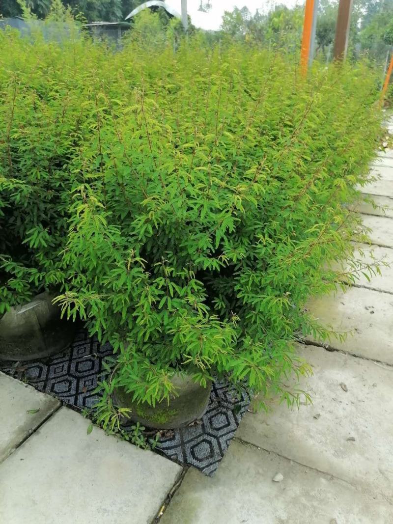 出售香水合欢香水合欢基地直销26带香水合欢欢迎来电订货
