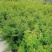 出售香水合欢香水合欢基地直销26带香水合欢欢迎来电订货