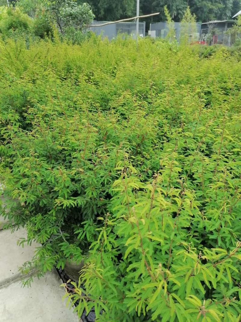 出售香水合欢香水合欢基地直销26带香水合欢欢迎来电订货