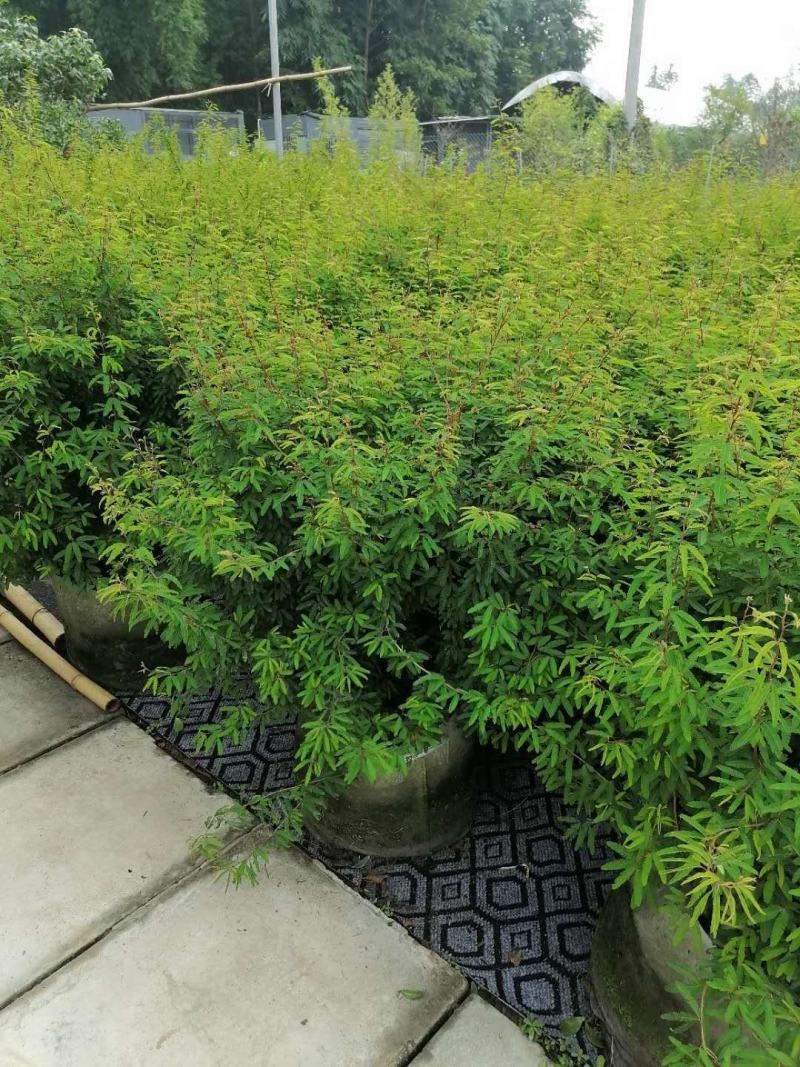出售香水合欢香水合欢基地直销26带香水合欢欢迎来电订货
