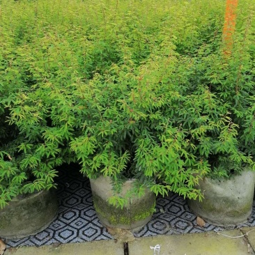 出售香水合欢香水合欢基地直销26带香水合欢欢迎来电订货