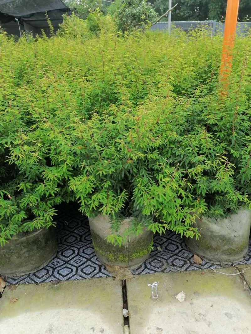 出售香水合欢香水合欢基地直销26带香水合欢欢迎来电订货