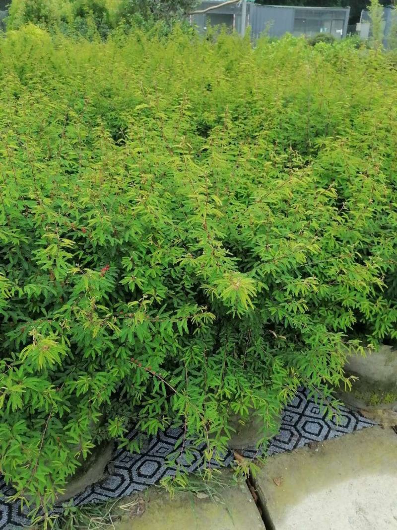 出售香水合欢香水合欢基地直销26带香水合欢欢迎来电订货