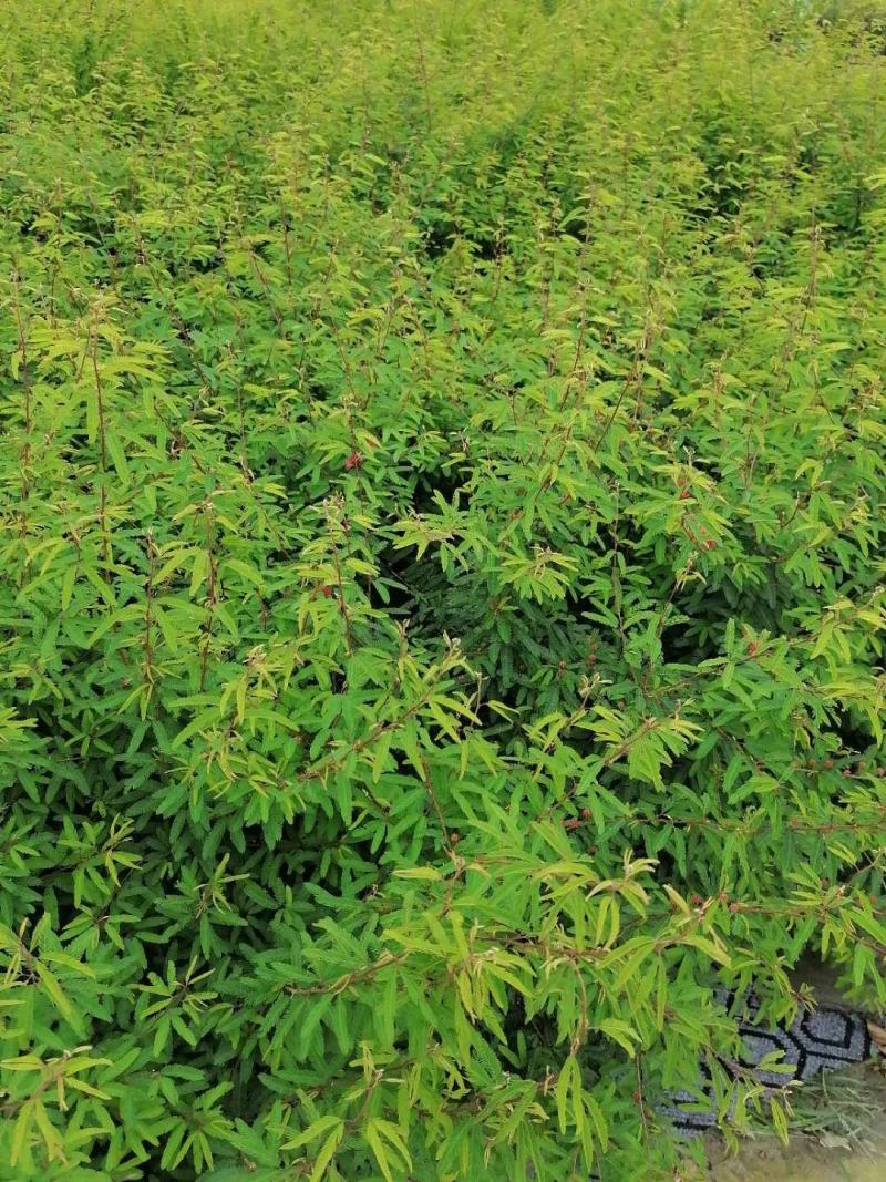 出售香水合欢香水合欢基地直销26带香水合欢欢迎来电订货