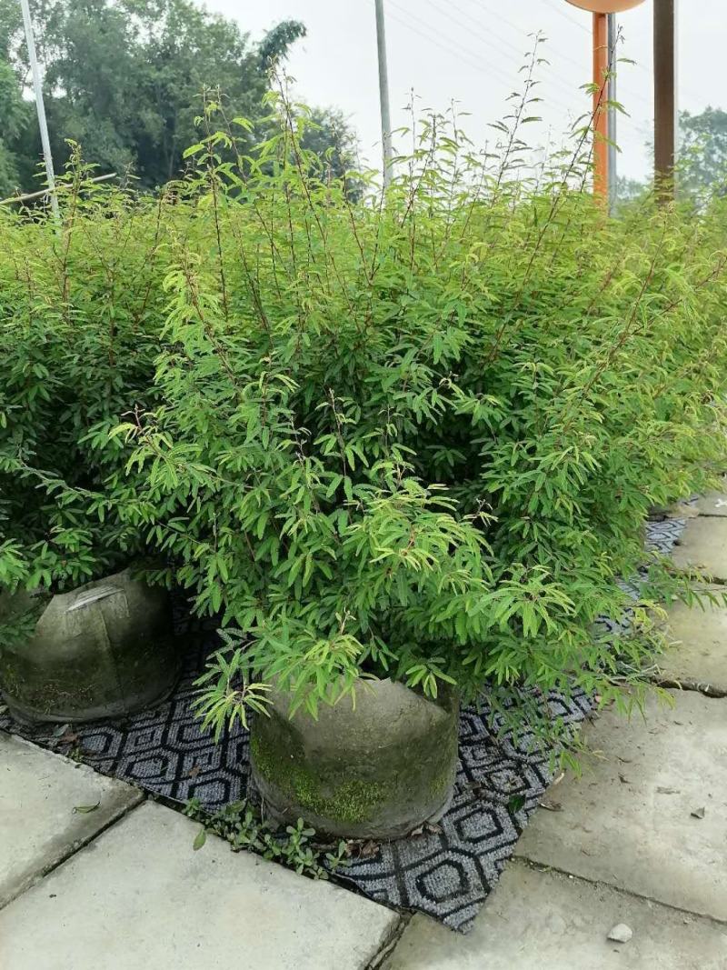 出售香水合欢香水合欢基地直销26带香水合欢欢迎来电订货