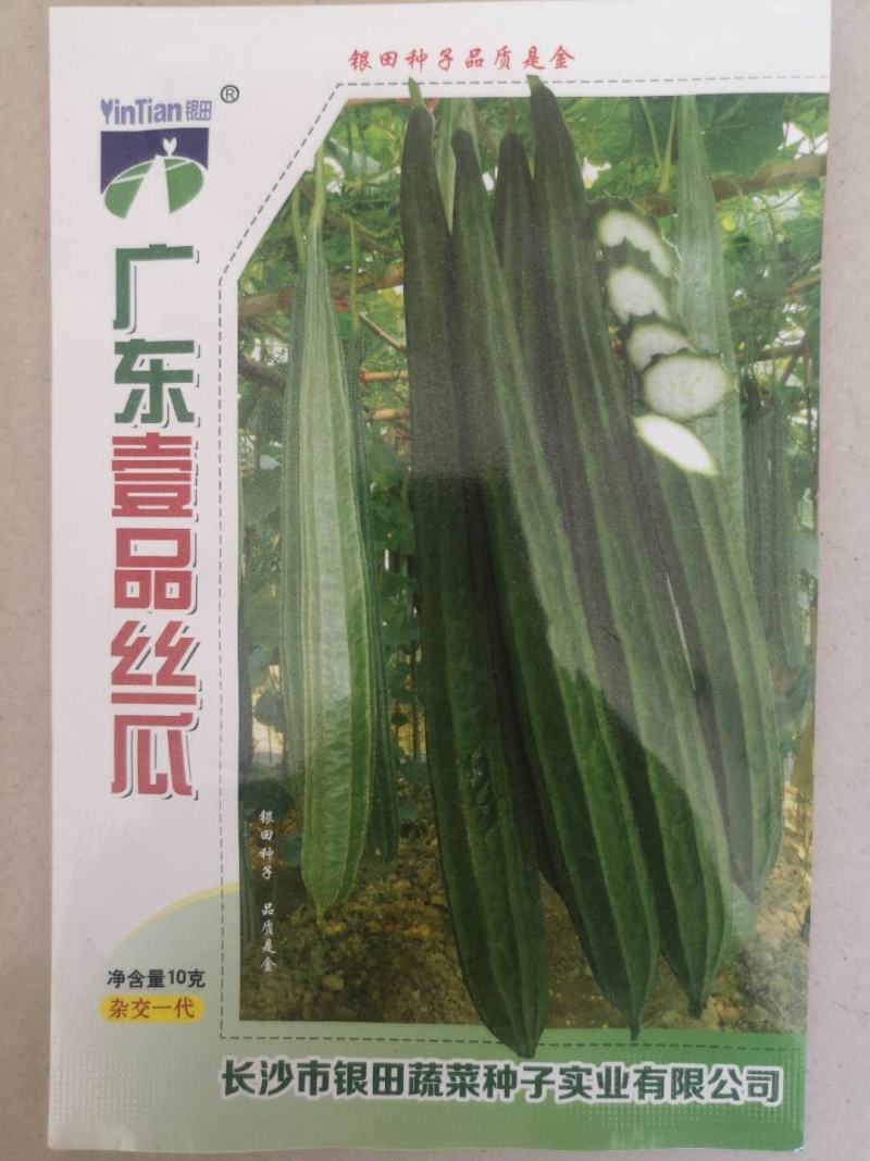 广东八棱棱角丝瓜种子泰国原种产量高棱角丝种