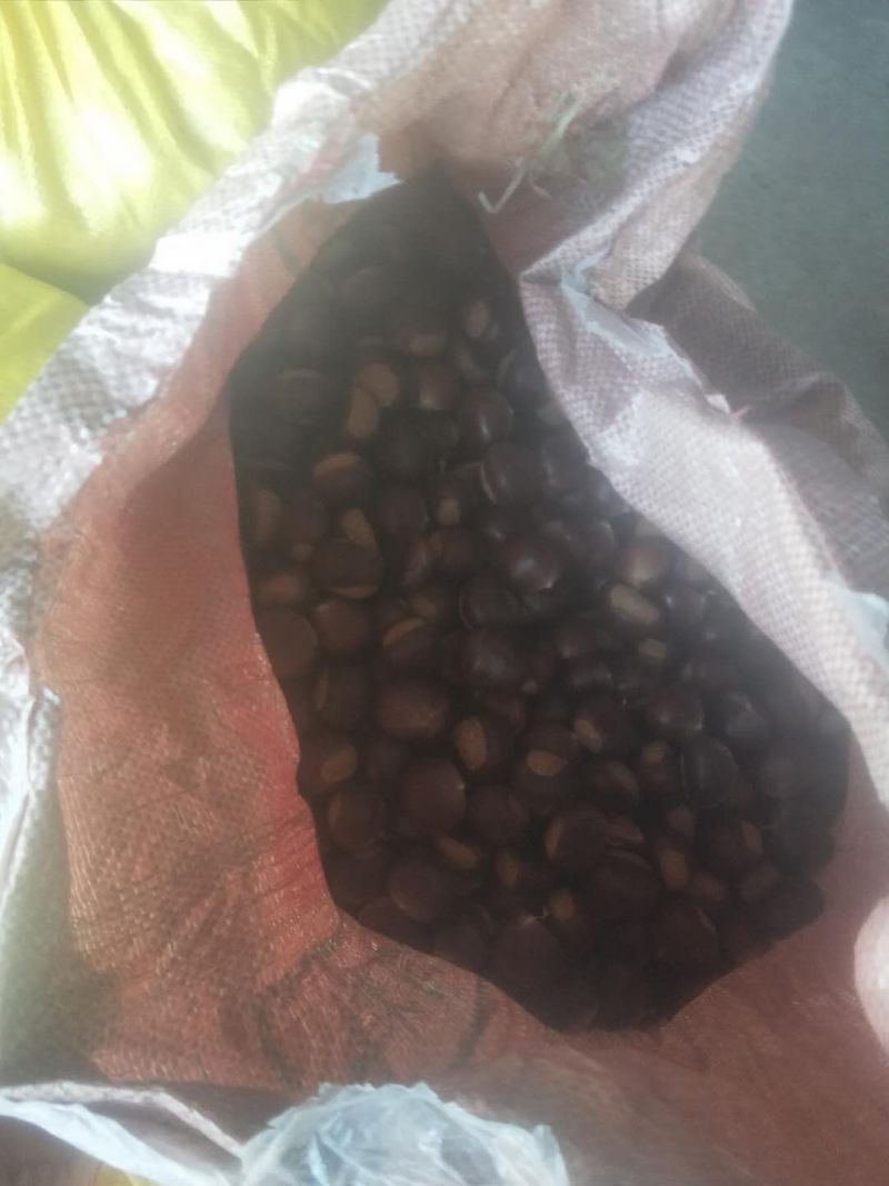 诚信共赢泰山板栗小黄棚，黑油亮欢迎新老客户前来选购