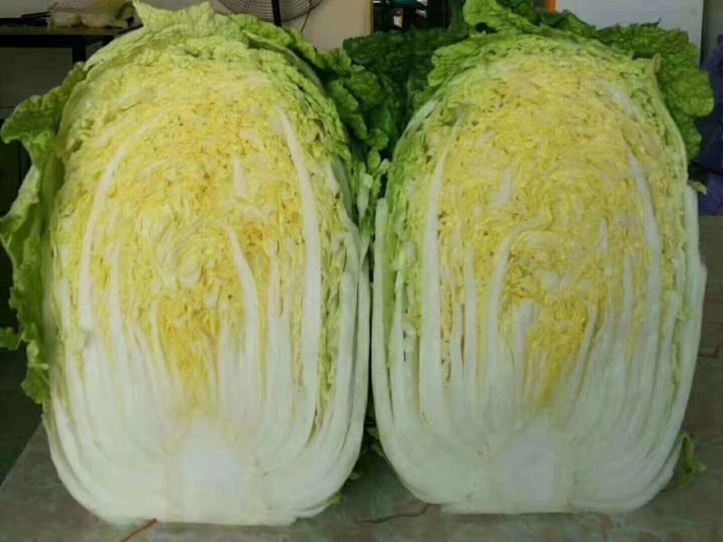 黄芯白菜-辽宁产区-大量供货-专业代办代发团队