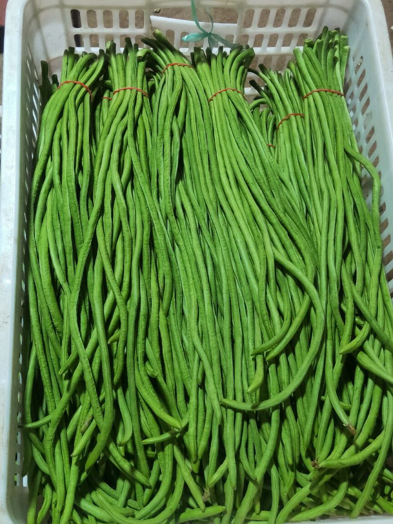 精品新豇豆海门大量上市量大从优欢迎各位老板电话联系