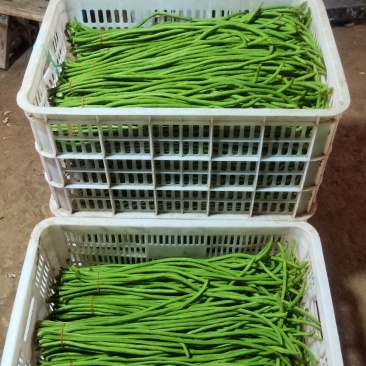 精品新豇豆海门大量上市量大从优欢迎各位老板电话联系