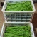 精品新豇豆海门大量上市量大从优欢迎各位老板电话联系