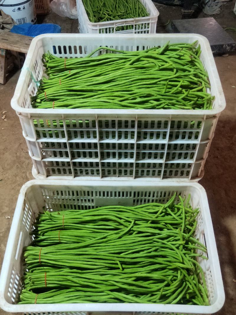 精品新豇豆海门大量上市量大从优欢迎各位老板电话联系