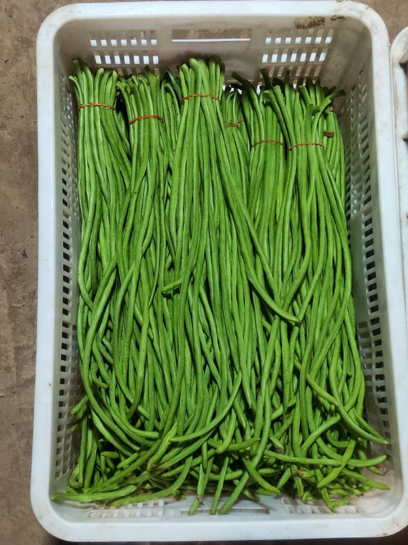 精品新豇豆海门大量上市量大从优欢迎各位老板电话联系