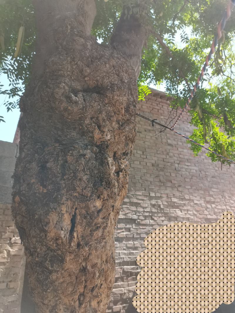 皂角树，大型树，精品带瘤，有八九十年树龄