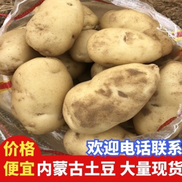 新鲜现挖基地直供纯沙地白心土豆黄心土豆红皮土豆