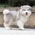 纯种阿拉斯加犬幼犬小狗动物活的巨型雪橇犬活幼体活物家养宠