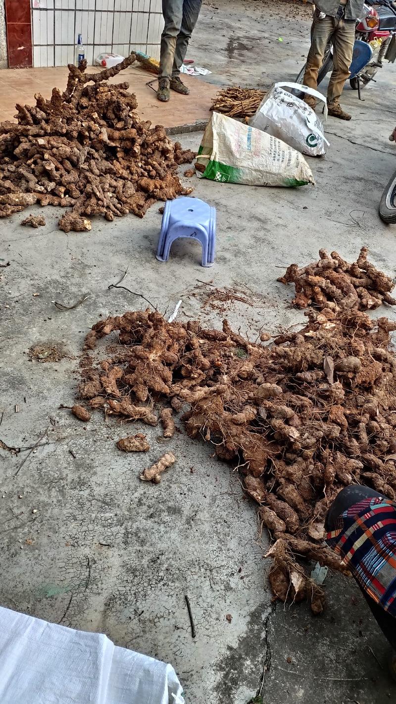 野生土伏苓，刚下山新鲜的土茯苓，当天挖，当天发，广东省内