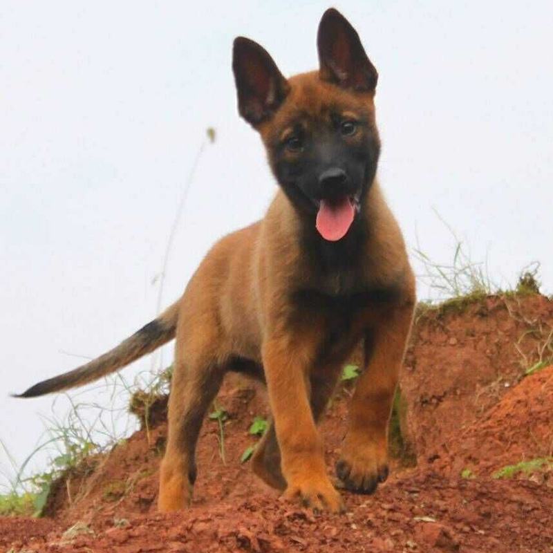 纯种马犬幼犬比利时精品马犬活体黑马犬爆红黑红马犬看家护院