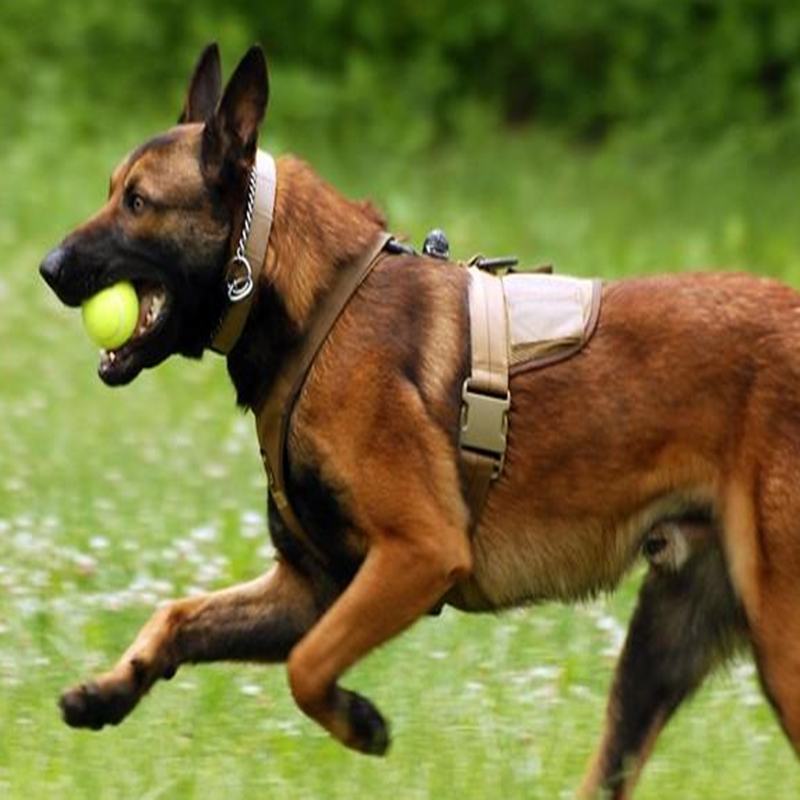 纯种马犬幼犬比利时精品马犬活体黑马犬爆红黑红马犬看家护院