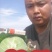 中甘甘蓝～江苏基地～绿球～，无虫～颜色亮～产地供应有保证