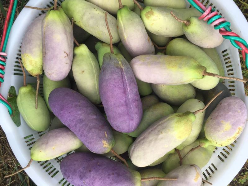赣南八月瓜种植紫宝3号甜度高品相好，相当好