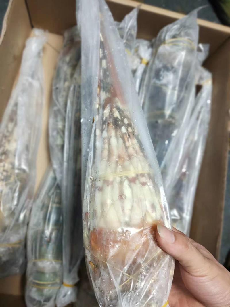 活冻大花龙，锦绣龙虾，上海一手货源批发。