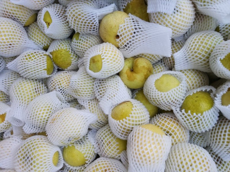 黄金梨出口加工的二三级甜度好梨味浓，采用无公害生草管理。
