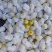 黄金梨出口加工的二三级甜度好梨味浓，采用无公害生草管理。