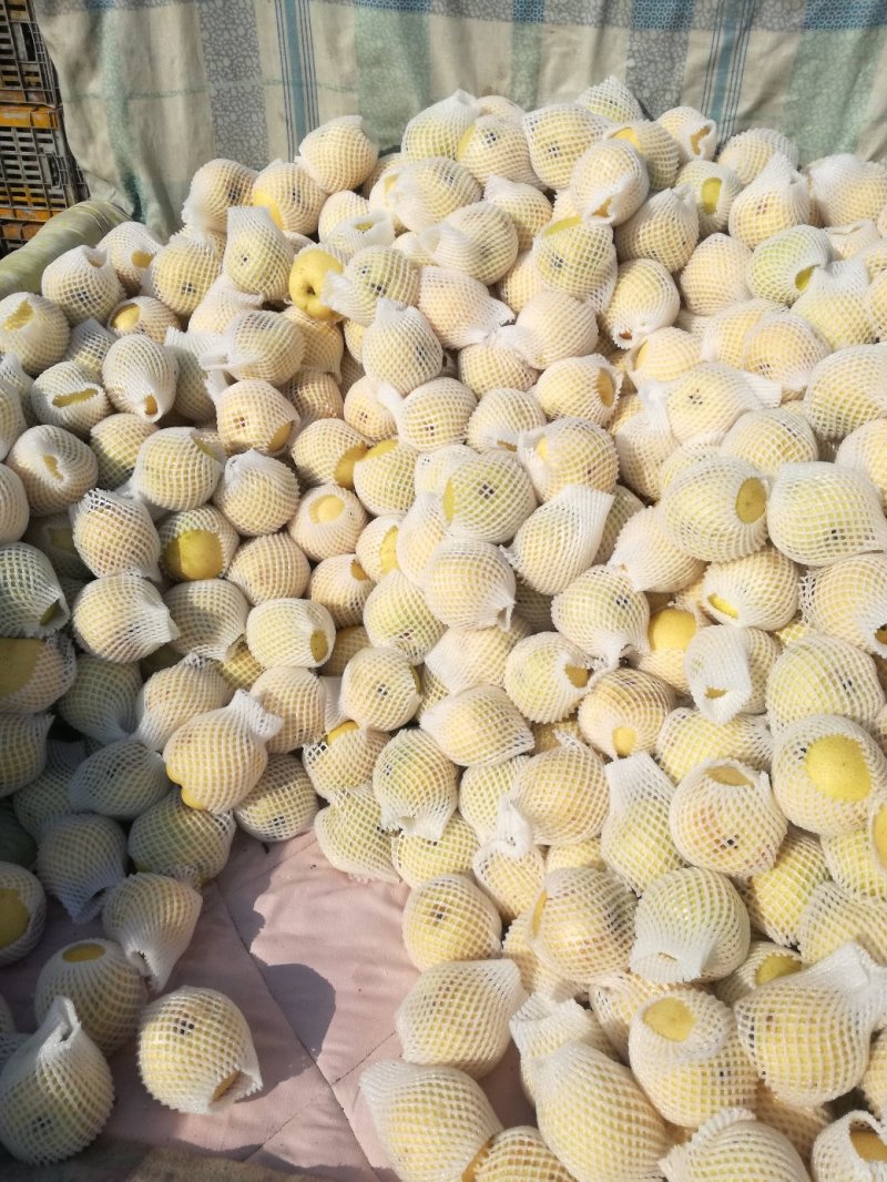 黄金梨出口加工的二三级甜度好梨味浓，采用无公害生草管理。